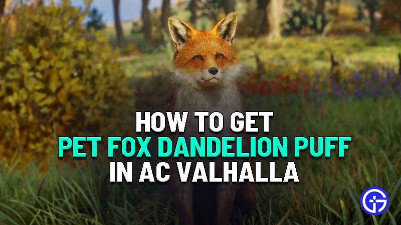 how to get pet fox in assassins creed valhalla
