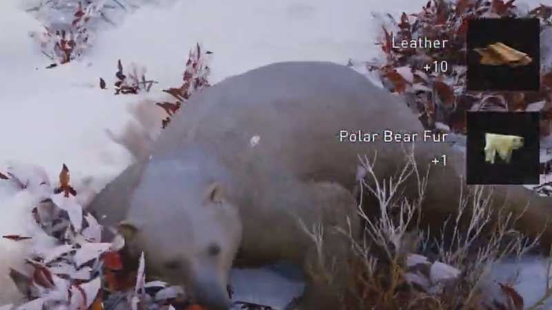 how-to-kill-polar-bear